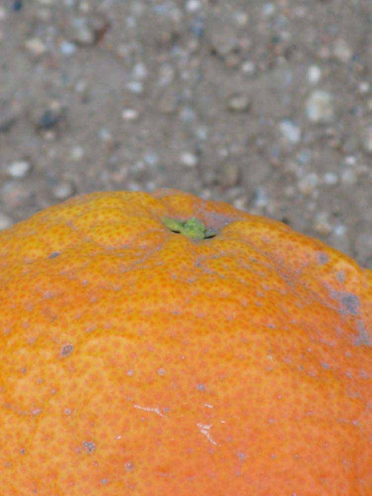            Fruit (Riverside, CA)   